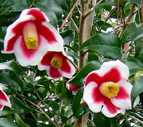 Tama-No-Ura Camellia, Camellia japonica 'Tama-No-Ura'